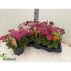 ACHI MILLEFOLIUM