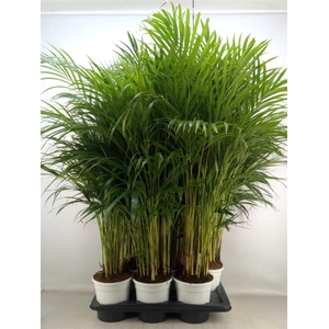 Dypsis lutescens   ...Chrysalidoca