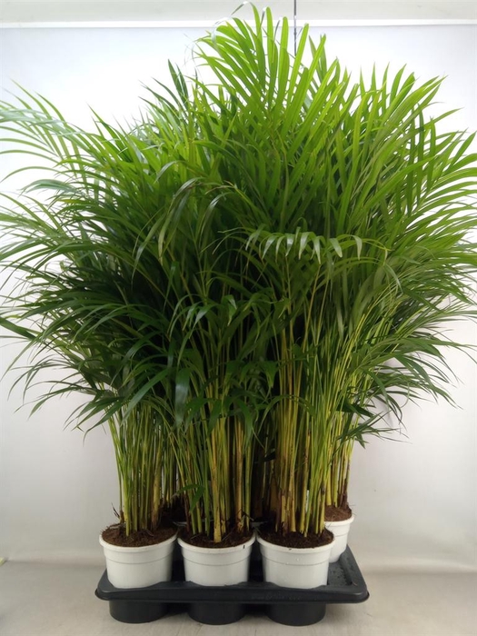 <h4>Dypsis lutescens   ...Chrysalidoca</h4>