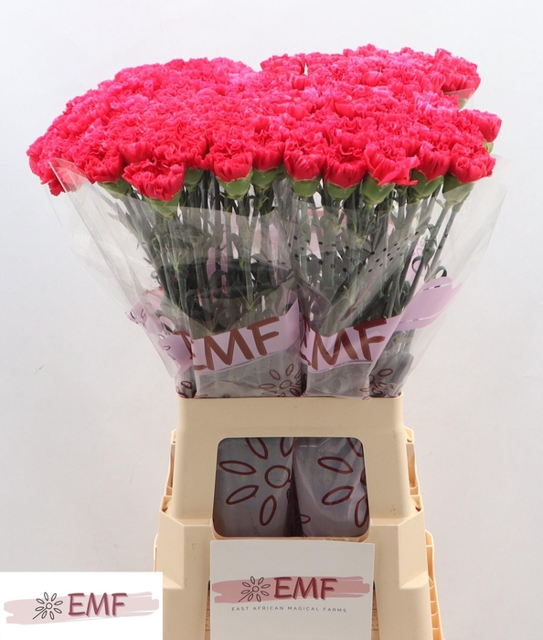 <h4>DI ST CERVANTES</h4>