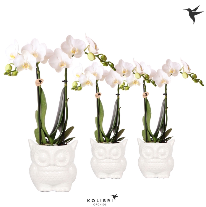 <h4>Kolibri Orchids Phalaenopsis white 2 spike in Owl pot white</h4>