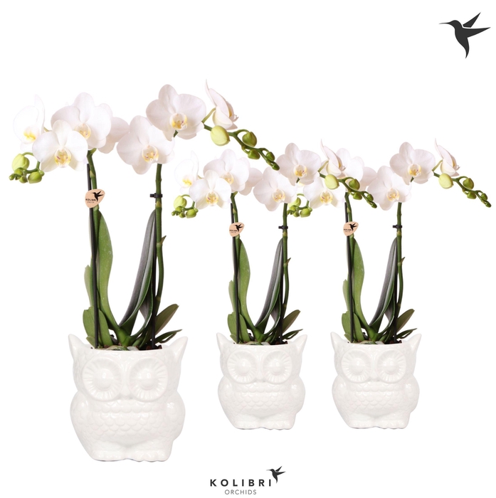 <h4>Kolibri Orchids Phalaenopsis white 2 spike in Owl pot white</h4>