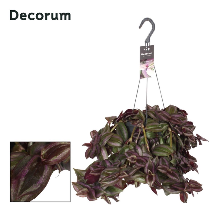 <h4>Tradescantia zebrina 'Little Hill'</h4>
