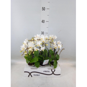 Phalaenopsis   ...mini