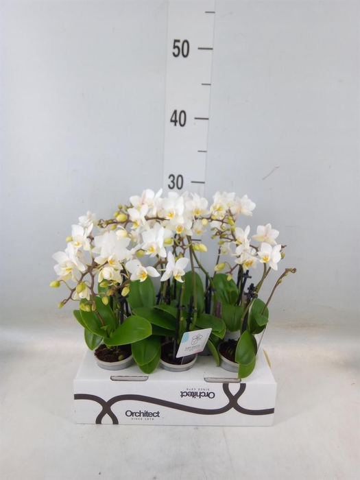 <h4>Phalaenopsis   ...mini</h4>