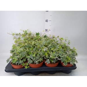 Hedera helix 'White Ripple'