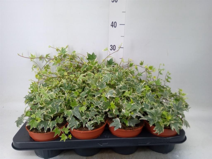 <h4>Hedera helix 'White Ripple'</h4>