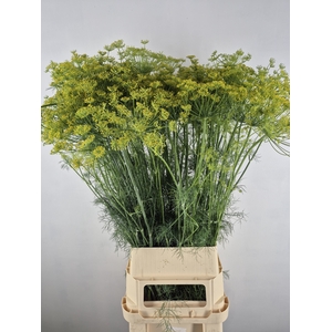 ANET GRAVEOLENS XL