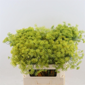 Anethum Graveolens