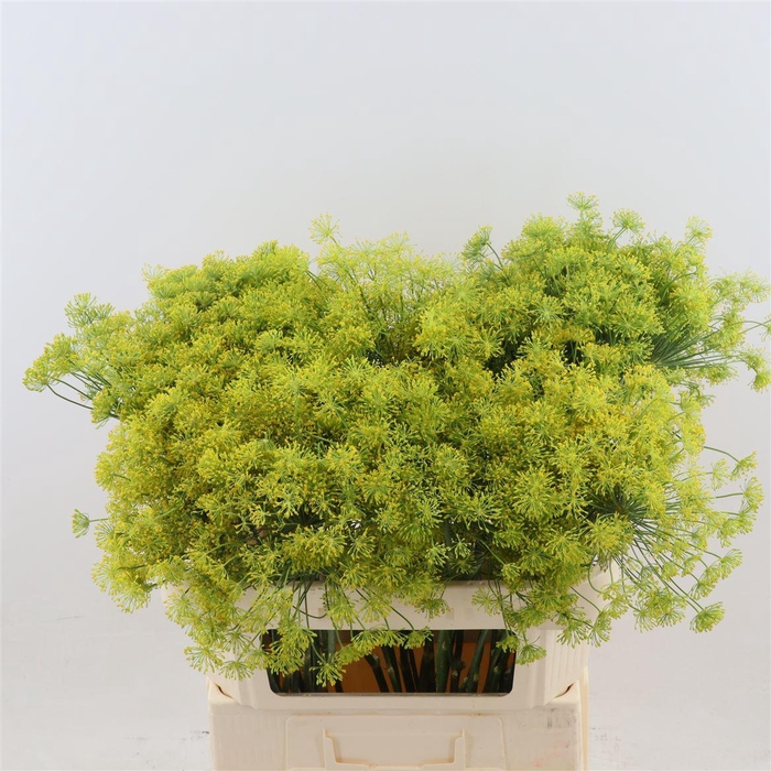 <h4>Anethum Graveolens</h4>