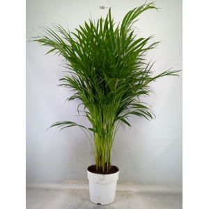 Dypsis lutescens   ...Chrysalidoca