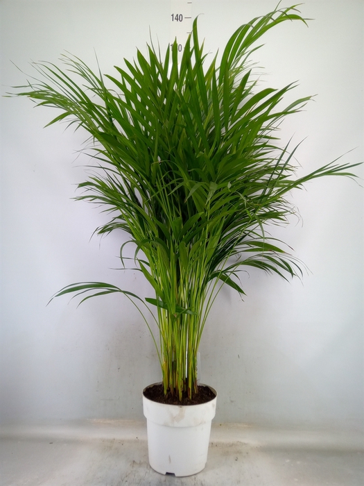 <h4>Dypsis lutescens   ...Chrysalidoca</h4>