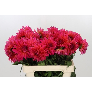 Dahlia Pink Punk