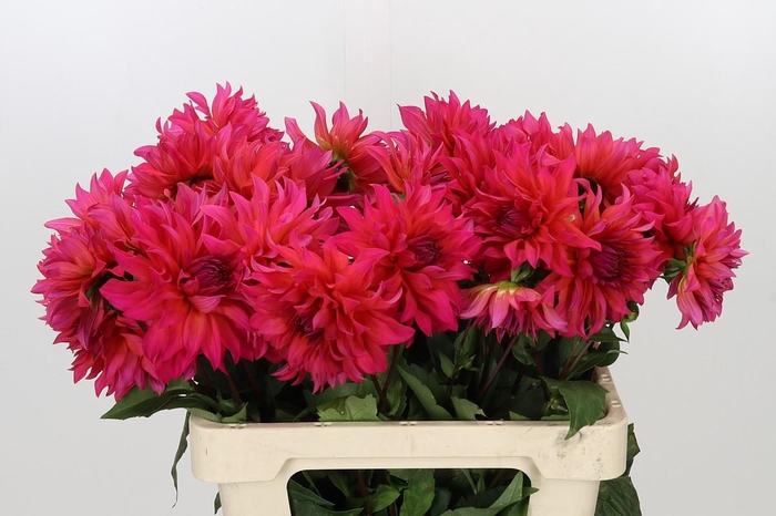 <h4>Dahlia Pink Punk</h4>