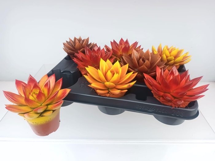 <h4>ECHEV MIRANDA</h4>