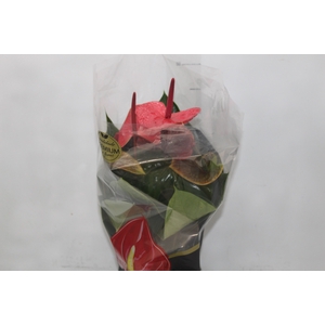 ANTHURIUM VARIADO P17 PREMIUM