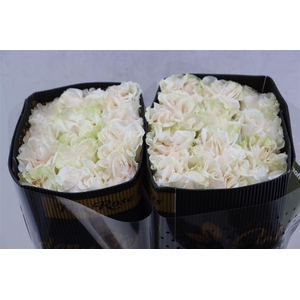 R Gr Cotton X-pression