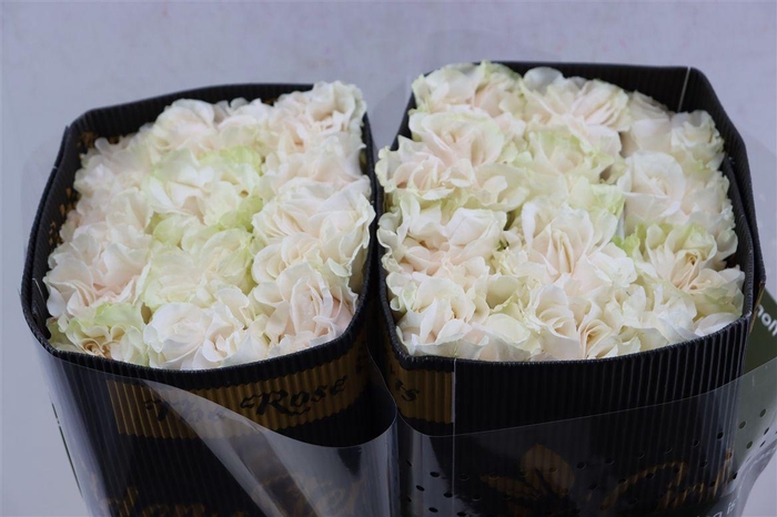 <h4>R Gr Cotton X-pression</h4>