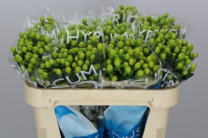 <h4>Hyp Coco Bamboo</h4>