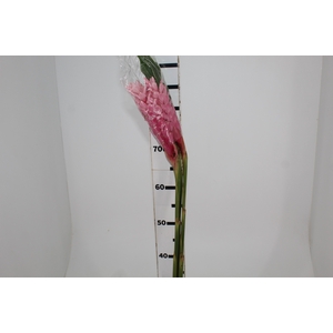 ALPINEA ROSA