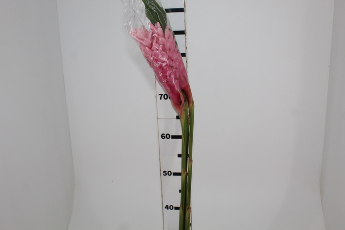 <h4>ALPINEA ROSA</h4>