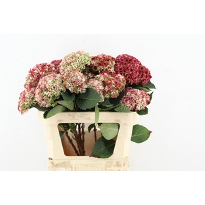 HYDR REVOLU SPRAY 4+