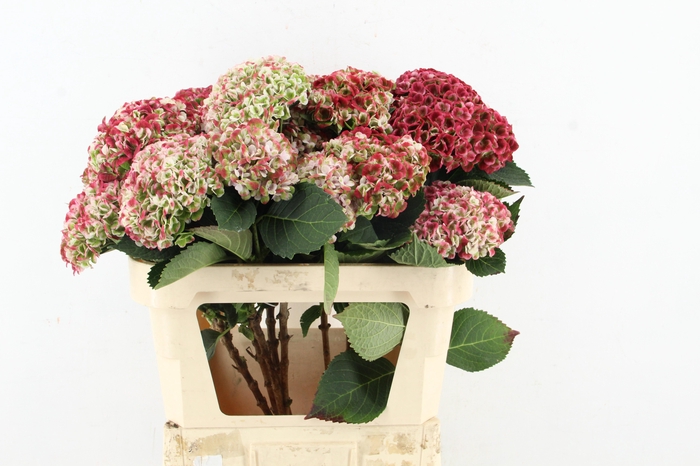 <h4>HYDR REVOLU SPRAY 4+</h4>