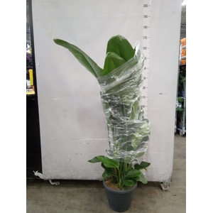Strelitzia nicolai