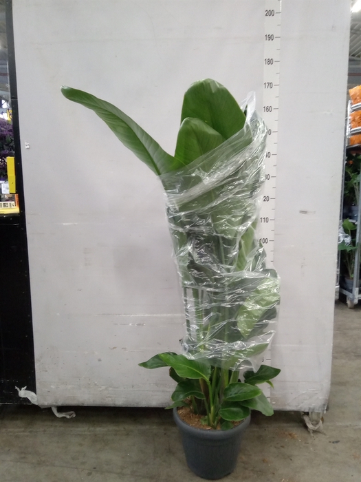 <h4>Strelitzia nicolai</h4>