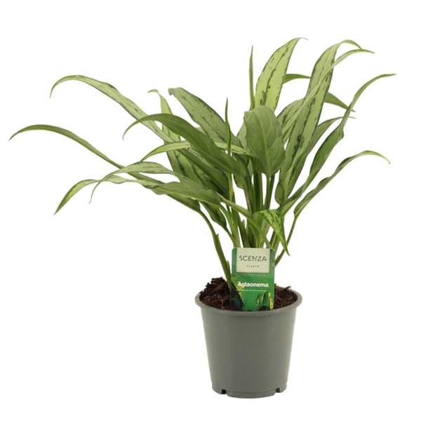 <h4>Aglaonema Cutlass 12 cm</h4>