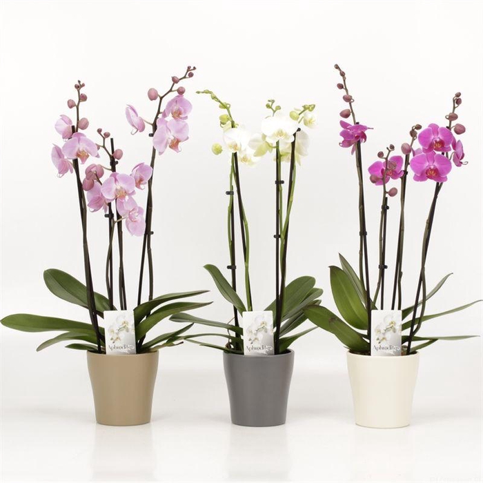 <h4>Phal Gemengd 4 Tak Keramiek Industrial</h4>