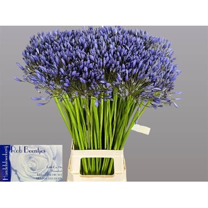 AGAP BLUE GIANT