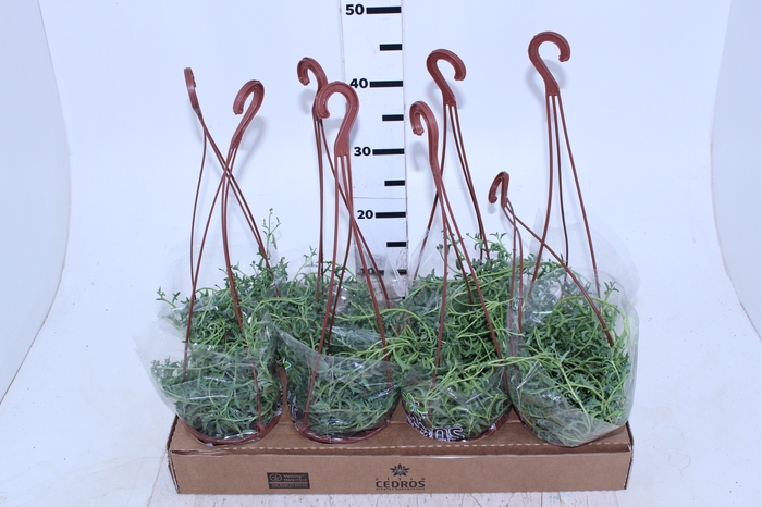 SENECIO PEREGRINUS C13