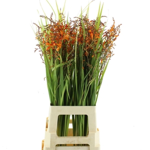 Crocosmia Red King