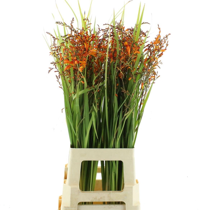 <h4>Crocosmia Red King</h4>