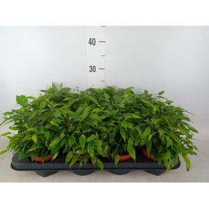 Ficus benja. 'Green Kinky'