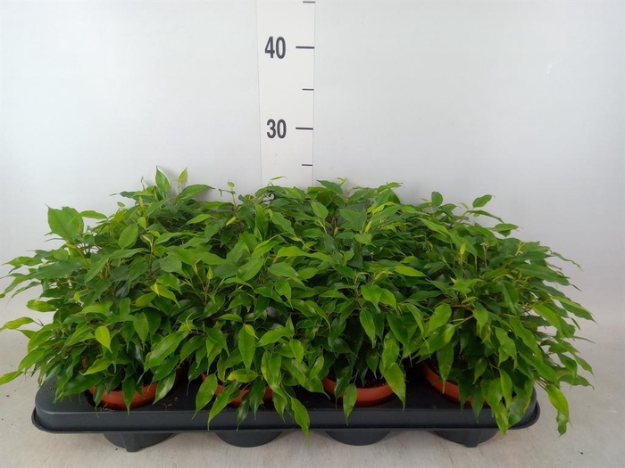 <h4>Ficus benja. 'Green Kinky'</h4>