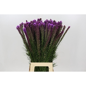 Liatris Spicata