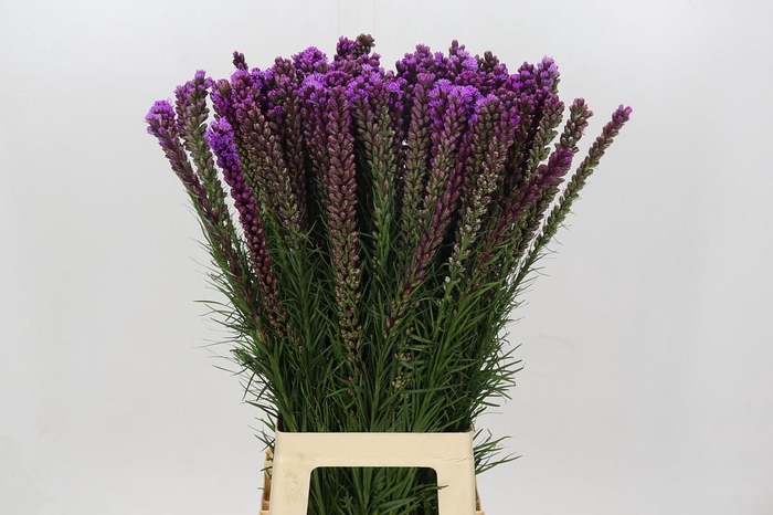 <h4>Liatris Spicata</h4>