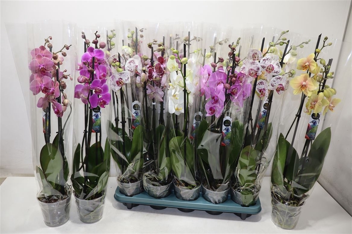 <h4>Phal Gem 5 Kl</h4>