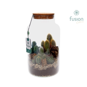 Green Bottle Pot Large met Cactus arrangement