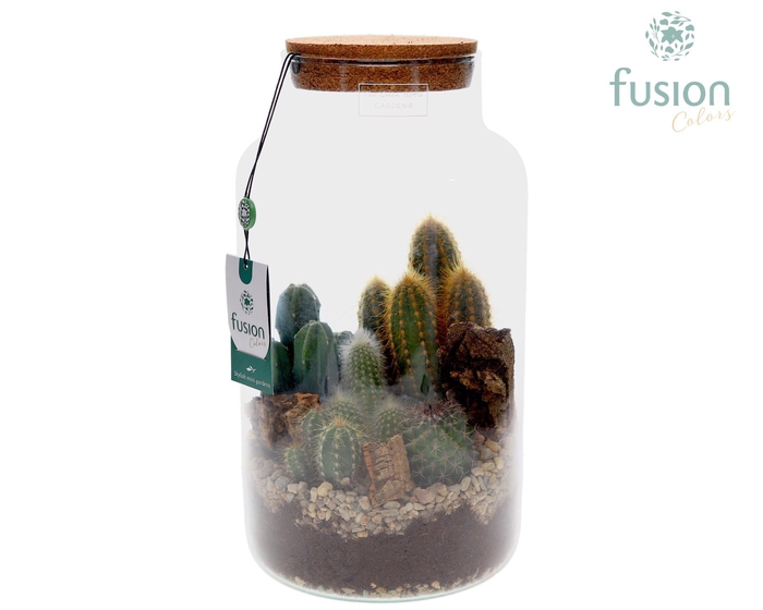 <h4>Green Bottle Pot Large met Cactus arrangement</h4>