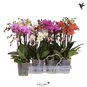 Kolibri Orchids Phalaenopsis Mix 3 spike no etiket