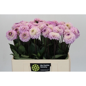 Dahlia Genova