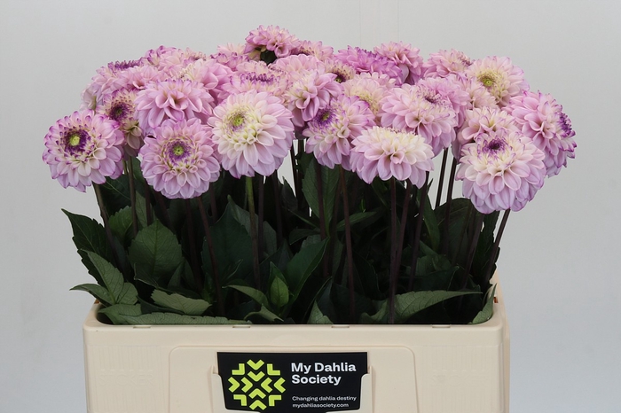 <h4>Dahlia Genova</h4>