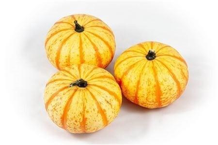 <h4>CUCURBITA PEPO</h4>