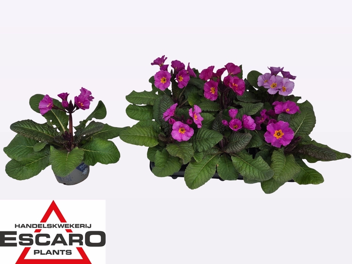 <h4>PRIM ELATIOR</h4>