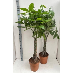 PACHIRA AQUATICA