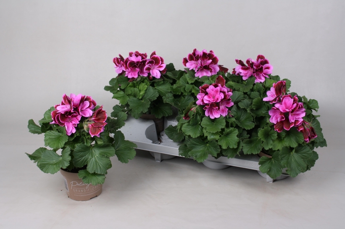 <h4>PEL GR EL JUDITH</h4>