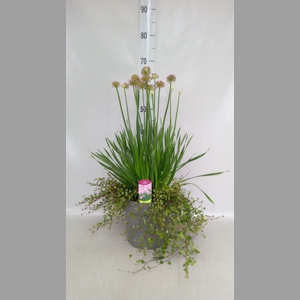 Allium  'Millenium'